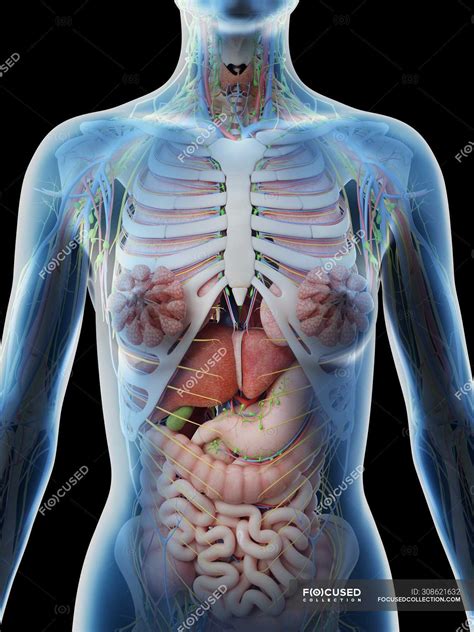 Body Anatomy Woman Organs at Alison Brett blog