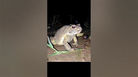 Image result for Toad Eating Duck