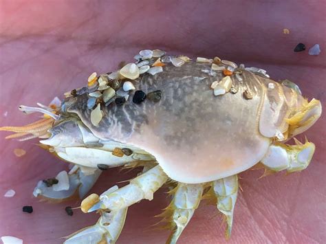 Giant Mole Crab Sand Fleas (Mole Crabs Or Sand Crabs) Prime Surf