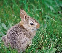 Image result for Rabbit Life Cycle Stages