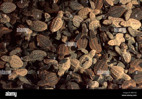 Loggerhead Sea Turtle Hatchlings 的图像结果