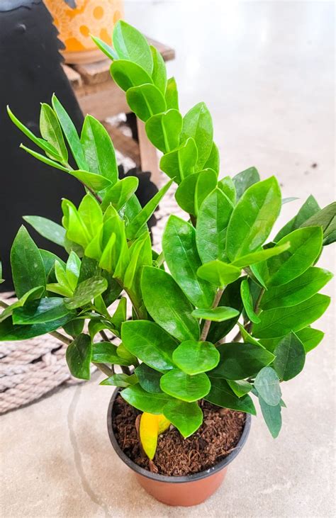 How to Make the Best ZZ Plant Soil Mix Recipe - The Hobby Wife
