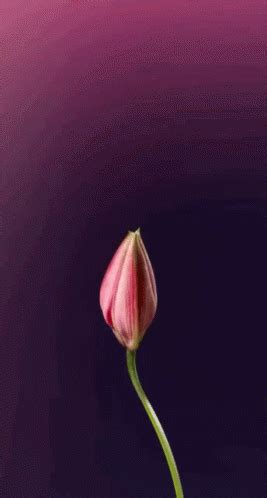 Flower Blooming GIFs | GIFDB.com