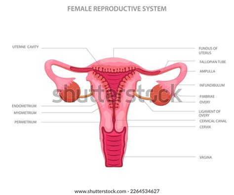 Image result for Reproductive System Parts
