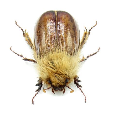 Rare Woolly Leaf Chafer Beetle Framed Specimen - Sparrmannia Flava - Etsy