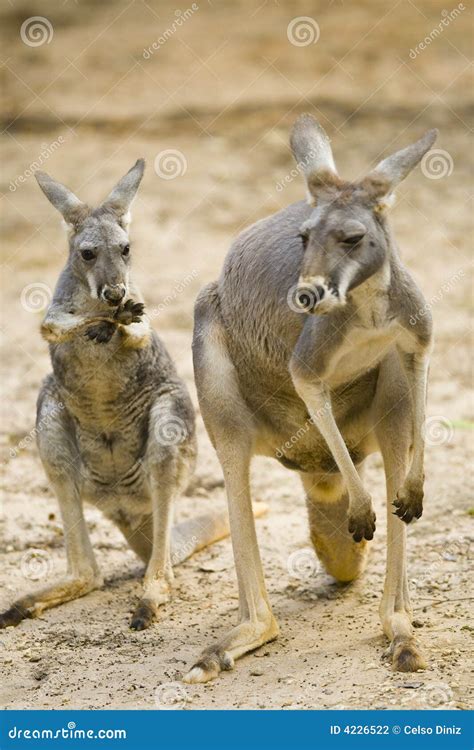Red Kangaroos stock photo. Image of front, baby, roos - 4226522