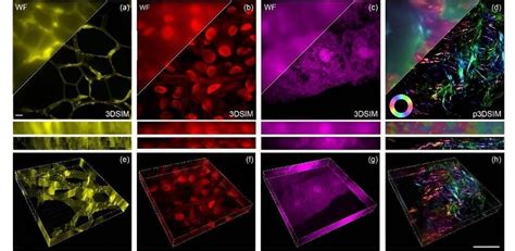 Image result for Super-Resolution Microscopy