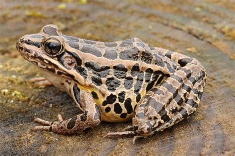 Image result for Alien Michigan Frog