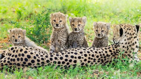 Tiergarten Schönbrunn, Wien: Namen für Geparden-Nachwuchs gesucht