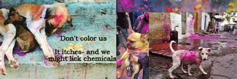 Don’t throw colour on animals -Have a Cruelty-Free Holi :) !! – ABK ...