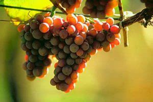 Sanjati GOVNA ili GOVNO – detaljno tumačenje – – COVER magazin.com