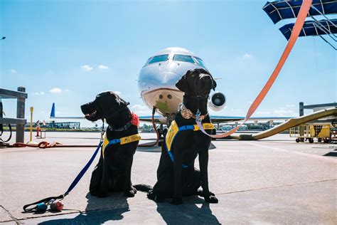 United Airlines Service Dogs: Traveling with Ease