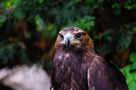 ENGLISH SCHOOL OF FALCONRY - All You Need to Know BEFORE You Go (with ...