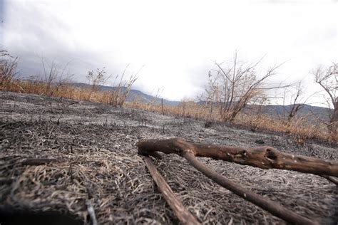 FOTOS: Así quedó el área quemada del Parque Lorne Ross, en Santa Ana | La Nación