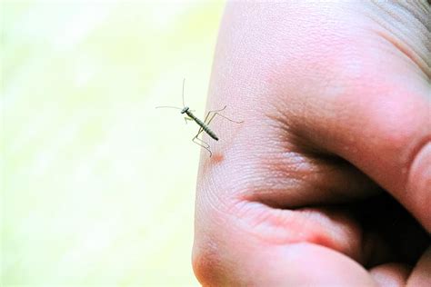 Are Praying Mantises Dangerous? Debunking Myths About Their Bites - A-Z ...