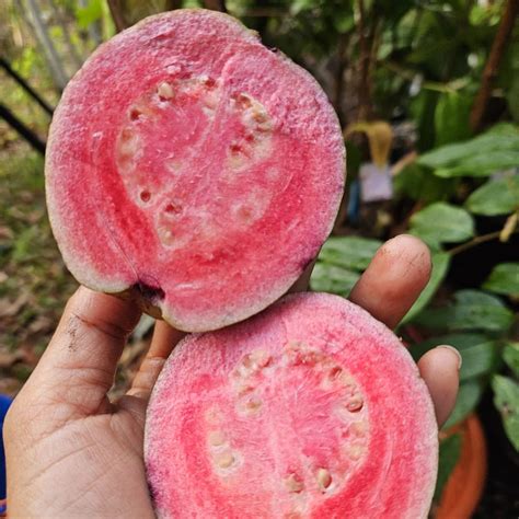 Purple guava Live Plant (Psidium guajava) – veliyathgardens