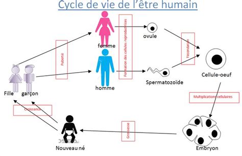 La Reproduction Humaine 的图像结果
