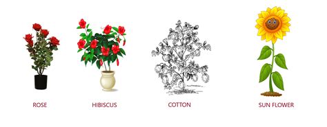 Image result for Class 2 Science Plant