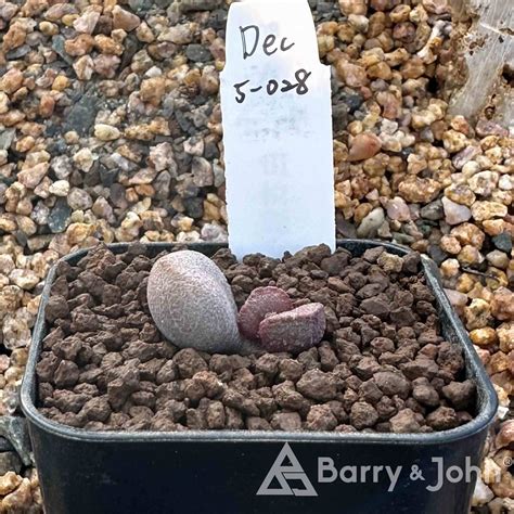 玉荷包天章｜Adromischus Marianae ‘Litchi‘ – Barry & John