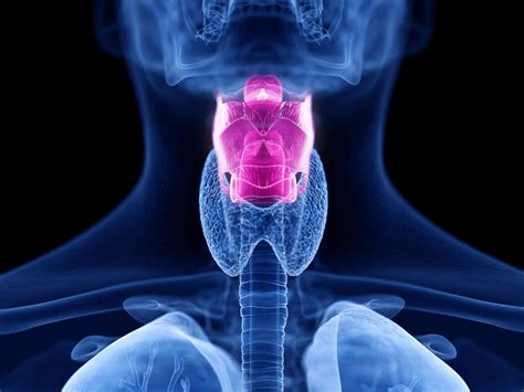 Larynx: Anatomy, Function, and Treatment