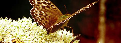 McAdams Mortuary | Paoli IN funeral home and cremation