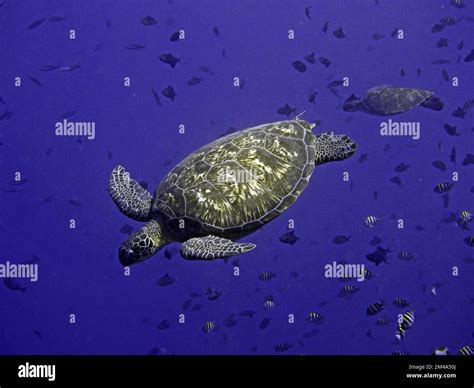 More macro love: turtles and flamboyant cuttlefish Stock Photo - Alamy