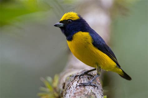 Costa Rican Yellow Bird at Mary Amundson blog