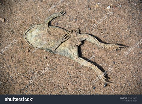 Image result for Toad Explodes