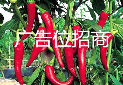 辣椒粉辣椒粉·安阳市红遍天农产品有限公司