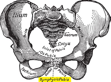 Symphysis Pubis Dysfunction - Chiropractor Palm Coast FL — New Spring Chiropractic | Family ...