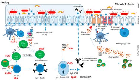 Pathogens | Special Issue : Infection in Inborn Errors of Immunity
