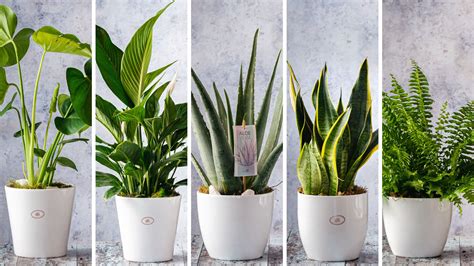 5 Best Indoor Plants for Better Health - Oasis Florists Terenure