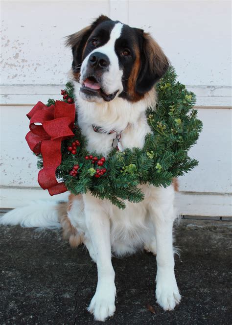 saint bernard christmas. | St bernard dogs, Cute dogs, Saint bernard (dog)