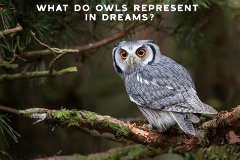 Your Dream Bible and Dream Analysis Guide | SpiritualBlossom