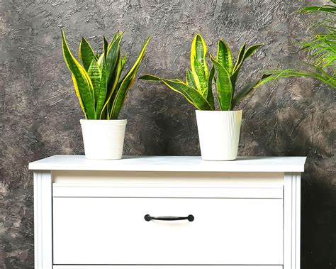 Snake Plant, Futura Superba Combo – Inntinn.in