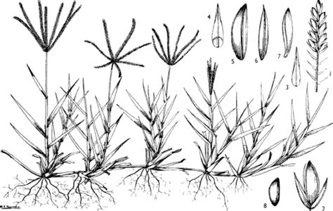 Cynodon dactylon (L.) Pers. | Plants of the World Online | Kew Science