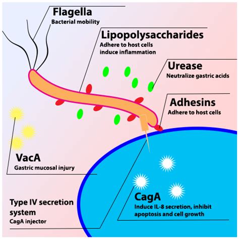 Review of Phytochemical Potency as a Natural Anti-Helicobacter pylori ...