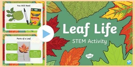 What is a Leaf? - Answered - Twinkl Teaching Wiki - Twinkl