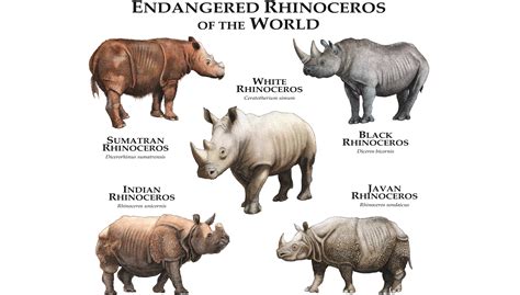 Rhinoceros