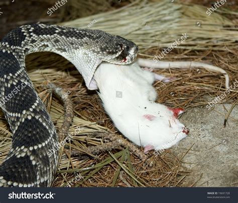 Eastern Diamond Rattle Snake Eating A White Rat Stock Photo 19691728 ...
