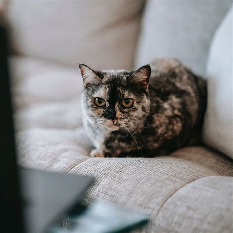 Chatham Orpheum Theater - the best movie theater on Cape Cod