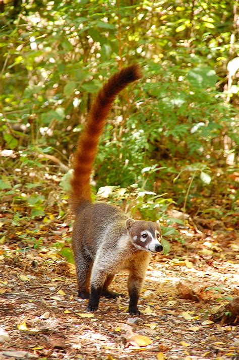 28 incredible borneo animals and the best places to see borneo wildlife – Artofit