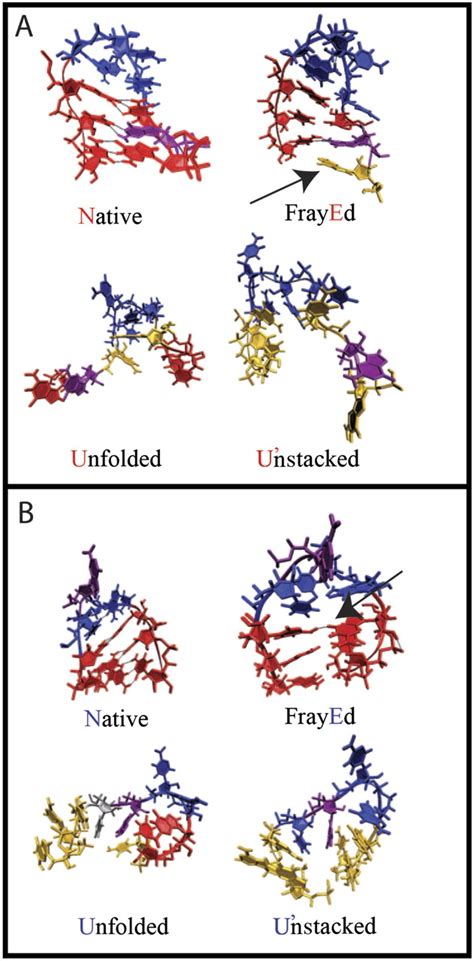 RNA Loop 的图像结果