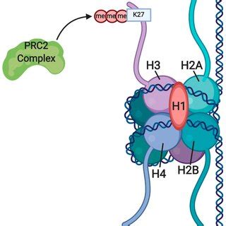 Image result for Modification of Histone Tails