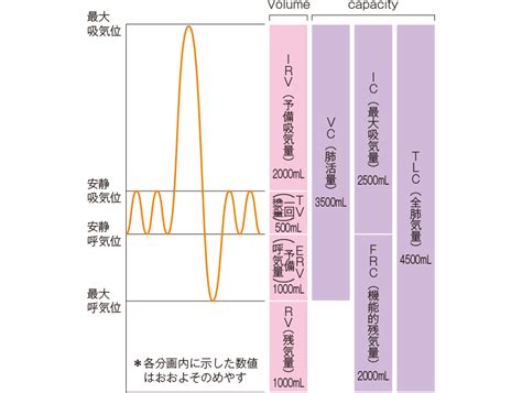 肺気量分画って？ | 看護roo![カンゴルー]