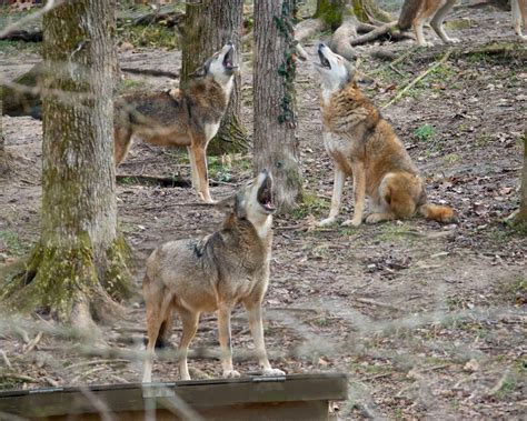 Home - Endangered Wolf Center