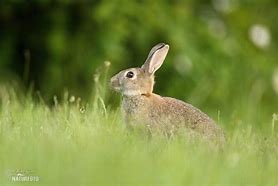 Image result for Rabbit in Arizona