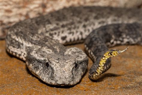 Fact File: Common death adder (Acanthophis antarcticus)Common death adder - Australian Geographic