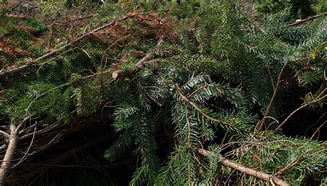 Image result for Yard Waste Disposal