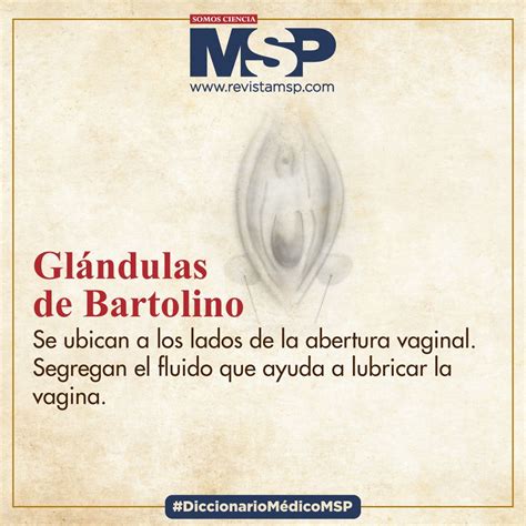 Glandula De Bartolino